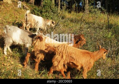Chèvres paître sur une colline en Roumanie Banque D'Images