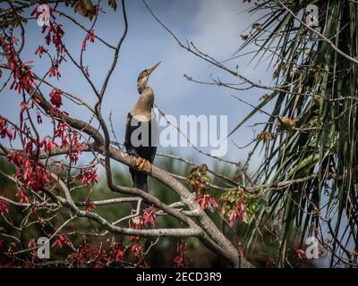 Magnifique oiseau Anhinga sur une branche Banque D'Images