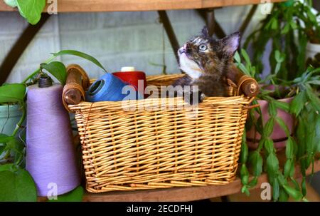 Petit chaton joue dans un panier de fil vintage, toujours sur des bobines. Le panier se trouve sur des étagères en bois. Banque D'Images