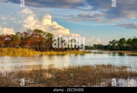 Lac Webb dans la zone de gestion de la faune de Fred C. Babcock/Cecil M. Webb à Punta Gorda, Floride, États-Unis Banque D'Images