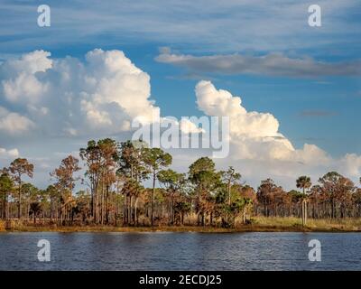 Lac Webb dans la zone de gestion de la faune de Fred C. Babcock/Cecil M. Webb à Punta Gorda, Floride, États-Unis Banque D'Images