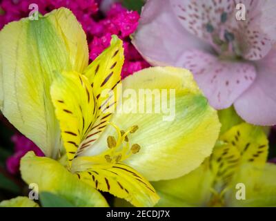 Proche uo de jaune Alstroemerias ou de Lily péruvienne Banque D'Images
