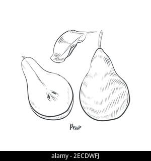 Poire dessinée à la main isolée sur fond blanc. Illustration de Vecteur