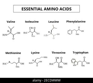 Acides aminés essentiels. Un ensemble d'acides aminés. Formules moléculaires chimiques des acides aminés. Illustration vectorielle sur un arrière-plan isolé. Illustration de Vecteur