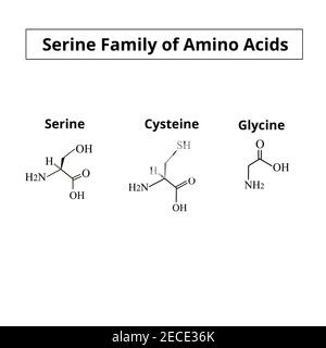 Famille de sérine d'acides aminés. Formules moléculaires chimiques des acides aminés sérine, cystéine, glycine. Illustration vectorielle sur un arrière-plan isolé Illustration de Vecteur