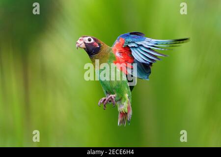 Perroquet à capuchon brun - Pyrilia haematotis petit oiseau volant dans le forte pluie tropicale qui est une espèce de reproduction résidente de Sud-est du Mexique à Banque D'Images