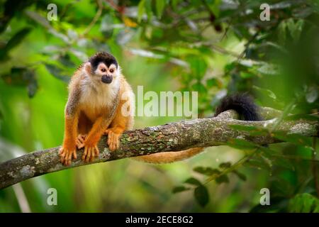 Singe écureuil d'Amérique centrale - Saimiri oerstedii aussi singe écureuil à dos rouge, dans les forêts tropicales de l'Amérique centrale et du Sud dans le cano Banque D'Images