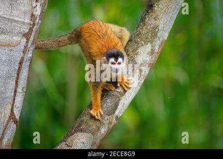 Singe écureuil d'Amérique centrale - Saimiri oerstedii aussi singe écureuil à dos rouge, dans les forêts tropicales de l'Amérique centrale et du Sud dans le cano Banque D'Images