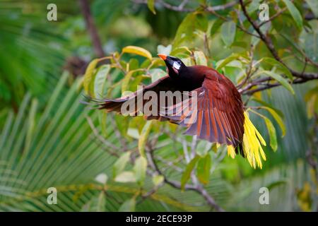 Oiseau tropical volant Montezuma Oropendola - Psarocolius montezuma oiseau ictéride nouveau monde tropical, basses terres côtières des Caraïbes, Mexique, Panama, Nicora Banque D'Images