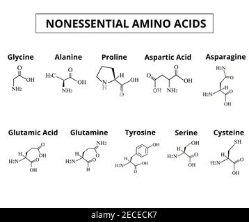 Acides aminés non essentiels. Un ensemble d'acides aminés. Formules moléculaires chimiques des acides aminés. Illustration vectorielle sur un arrière-plan isolé. Illustration de Vecteur