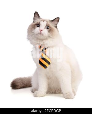 Assis jeune chat ragdoll de six mois sur fond blanc Banque D'Images