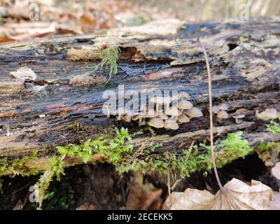 Gros plan de tuft de soufre ou de champignons de bois en grappes qui poussent sur le tronc de l'arbre Banque D'Images