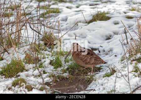 Woodcock Scolopax rusticola. Recherche de nourriture sur sol dur dépoli, partiellement recouvert de neige. Février, Norfolk. Peut-être un oiseau d'Europe de l'est. Banque D'Images