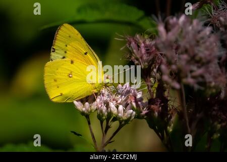 Un papillon de soufre (Colias philodice) trouble se nourrissant d'une fleur de milkaded. Banque D'Images