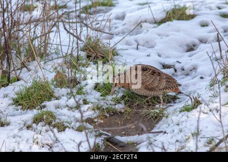 Woodcock (Scolopax rusticola). Sondage, en utilisant une longue facture dans une zone exempte de neige dans une rangée latérale de fossé. Recherche de nourriture invertébrée. Profil, côté vi Banque D'Images