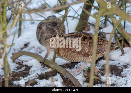 Woodcock (Scolopax rusticola). Sondage, en utilisant une longue facture dans une zone exempte de neige dans une rangée latérale de fossé. Recherche de nourriture invertébrée. Profil, côté vi Banque D'Images