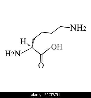 Acide aminé lysine. Formule moléculaire chimique la lysine est un acide aminé. Illustration vectorielle sur un arrière-plan isolé Illustration de Vecteur