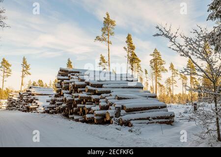 Belle vue d'hiver de bois de bois neigeux sur des pins rares et ciel bleu pâle avec fond de nuages blancs. Suède. Banque D'Images