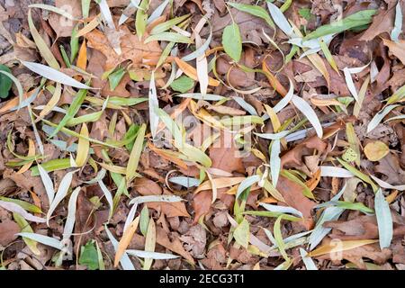 Saule, chêne, orme, feuilles d'argousier sur le sol forestier, fin automne, MN, USA, par Dominique Braud/Dembinsky photo Assoc Banque D'Images