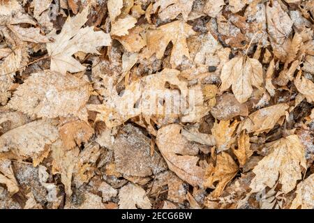 Litière de feuilles de chêne et d'Elm sur le sol forestier légèrement recouvert de neige, E USA, par Dominique Braud/Dembinsky photo Assoc Banque D'Images