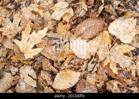 Litière de feuilles de chêne et d'Elm sur le sol forestier légèrement recouvert de neige, E USA, par Dominique Braud/Dembinsky photo Assoc Banque D'Images