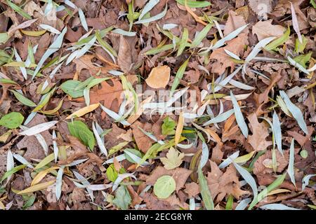 Saule, chêne, orme, feuilles d'argousier sur le sol forestier, fin automne, MN, USA, par Dominique Braud/Dembinsky photo Assoc Banque D'Images
