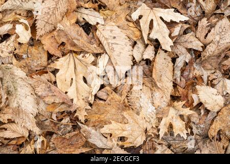 Litière de feuilles de chêne et d'Elm sur le sol forestier légèrement recouvert de neige, E USA, par Dominique Braud/Dembinsky photo Assoc Banque D'Images