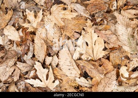 Litière de feuilles de chêne et d'Elm sur le sol forestier légèrement recouvert de neige, E USA, par Dominique Braud/Dembinsky photo Assoc Banque D'Images