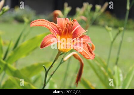 La fleur d'un nénuphars (Hemerocallis fulva) dans un jardin du Mont Hagen, Papouasie-Nouvelle-Guinée Banque D'Images