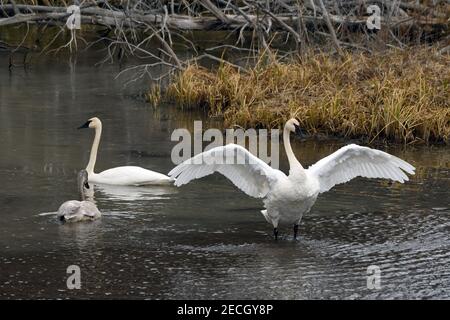 Cygnes trompettes, deux adultes et un immature, à Mission Creek, dans la National Bison Range en hiver. Moiese, Montana. Banque D'Images