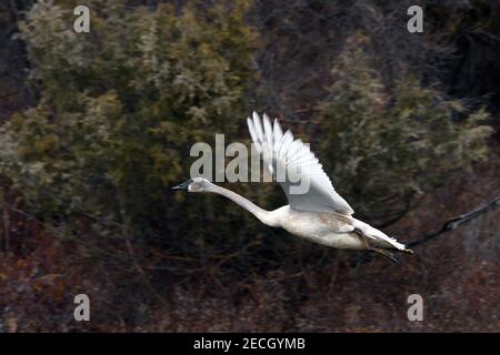 Un cygne trompette immature qui vole après avoir pris son départ de Mission Creek, dans la chaîne de bisons nationale. Moiese, Montana. (Photo de Randy Beacham) Banque D'Images