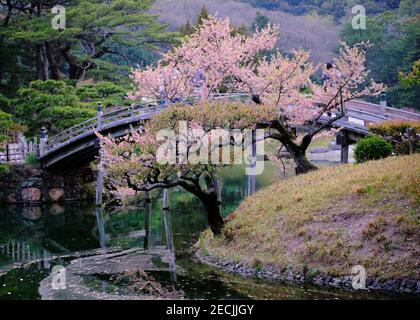 Sakura en fleur par un beau pont en bois dans le jardin japonais, du parc Ritsurin, Takamatsu Banque D'Images