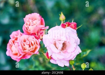 Belles roses roses fleurir dans le jardin gros plan, mise au point sélective. Gros plan des boutons de roses sur fond de verdure. Rose fleurie dans le jardin botanique Banque D'Images