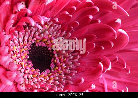 Pink Gerbera Flower Macro gros plan photographié à une botanique jardin au Nouveau-Mexique Banque D'Images