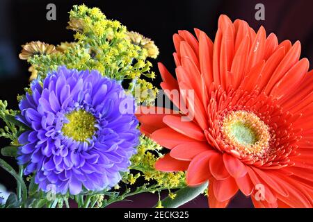 Gerbera bouquet en studio photographié avec un Nchon D850 Banque D'Images