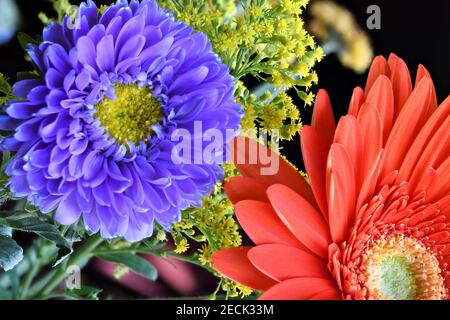 Gerbera bouquet en studio photographié avec un Nchon D850 Banque D'Images