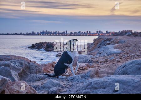 chien posé dans un paysage sur la plage de chaud couleurs au coucher du soleil avec une ville derrière Banque D'Images