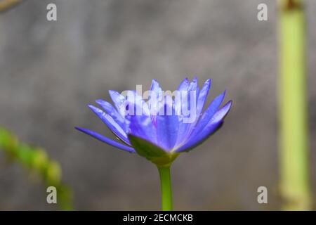 Lotus bleu humide dans un petit jardin Banque D'Images