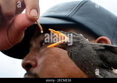 Beijing, Indonésie. 13 février 2021. Un amoureux des oiseaux nourrit un oiseau de myna à Bogor, à Java-Ouest, en Indonésie, le 13 février 2021. Credit: Elvis Sendouw/Xinhua/Alamy Live News Banque D'Images