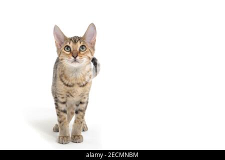 Chat à poil doux et poil dur sur fond blanc Banque D'Images