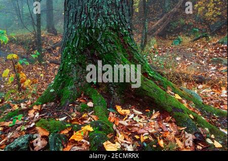 Tree Trunk et Forest Floor en automne, Parc national de Shenandoah, Virginie, États-Unis Banque D'Images