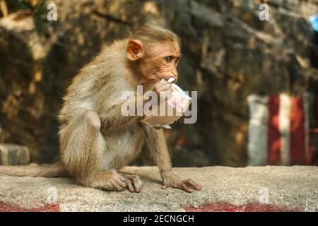 Macaque indienne assise sur un bloc de ciment Banque D'Images