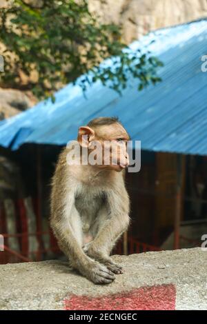 Macaque indienne assise sur un bloc de ciment Banque D'Images