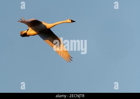 Cygne trompettiste (Cygnus buccinator) en vol au lever du soleil, île de Fir, Washington, États-Unis Banque D'Images