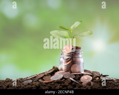 Pièces de monnaie et jeune plante en pot. Pièces de monnaie sur le sol. Arrière-plan lumière du soleil floue Banque D'Images