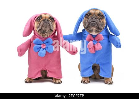 Paire de chiens de Bulldog français drôles vêtus de Pâques costumes de lapin avec combinaisons de corps bleu et rose avec fleurs isolées sur fond blanc Banque D'Images