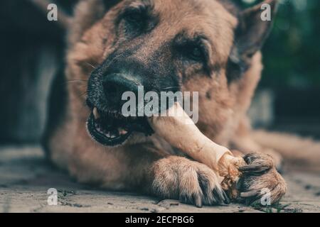 le chien allemand de shepperd mange des os. Chien à mâcher os de chien. Banque D'Images