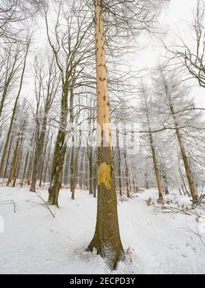 Écorce moins de grumes d'épinette. Bois endommagé provenant de l'épicéa européen de la Béette, IPS typographus dans la forêt de Bohême. Problème écologique Banque D'Images