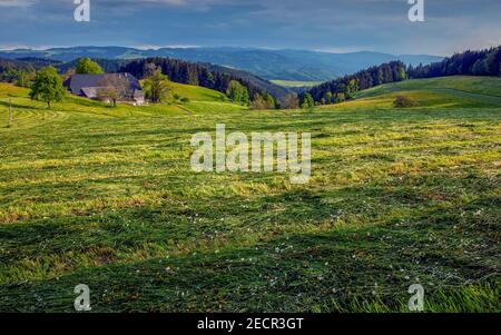 Pré fraîchement mown près de St.Maergen dans la Forêt Noire, Bade-Wurtemberg, Allemagne Banque D'Images