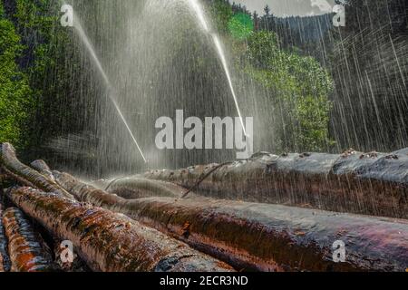 Stockage humide, irrigation artificielle pour la préservation des troncs d'arbres, Neustadt, Titisee-Neustadt, Forêt Noire, Bade-Wurtemberg, Allemagne, Banque D'Images